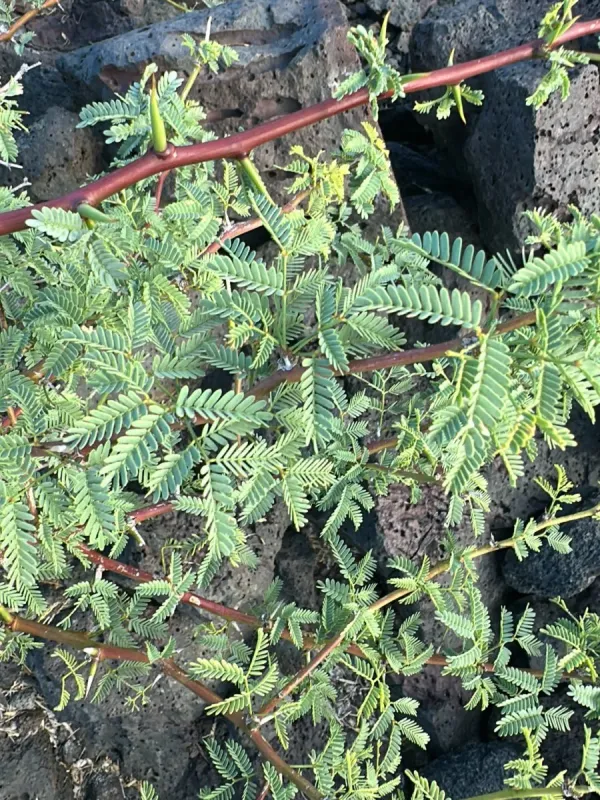 Neltuma pallida
