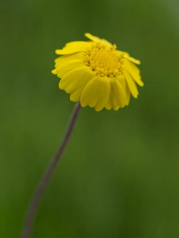 Prolongoa pectinata