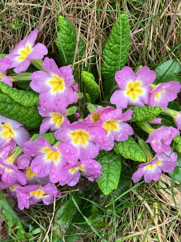 Julia's primrose