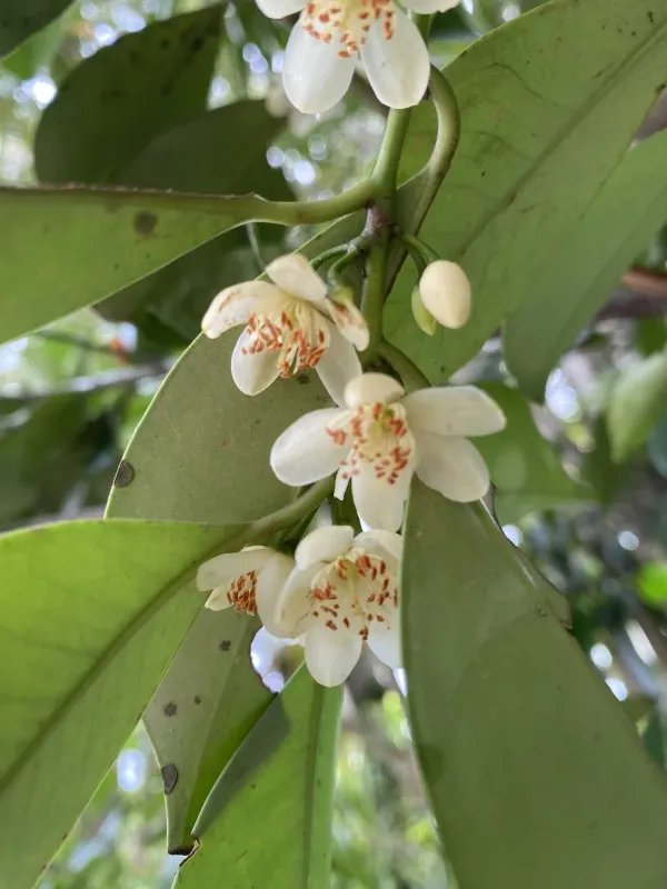 Cleyera japonica