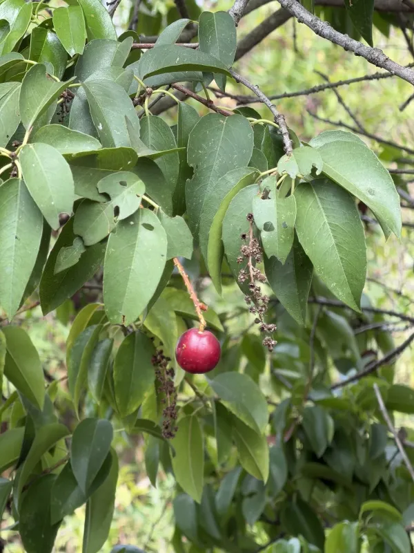 Catalina Cherry