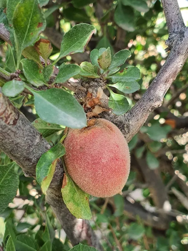 Mongolian cherry