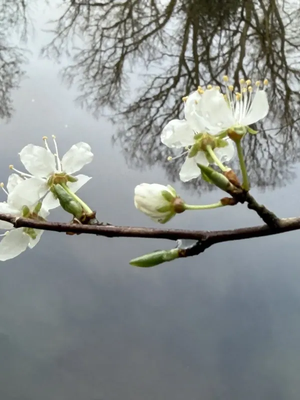 Mountain cherry