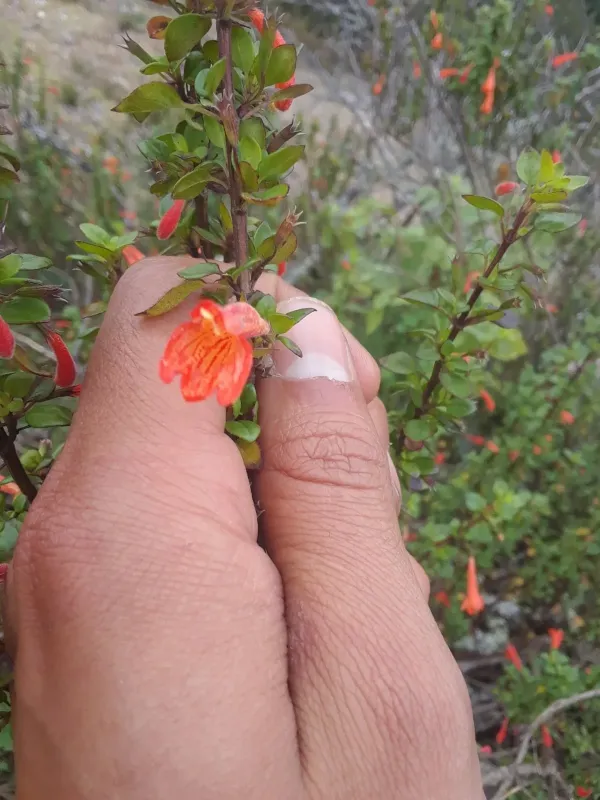 Mexican Clinopodium
