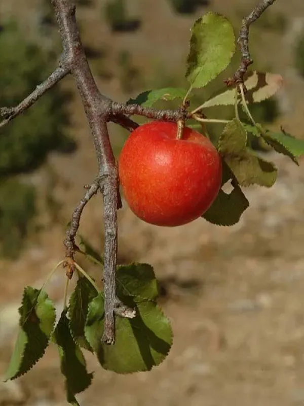 Bear plum