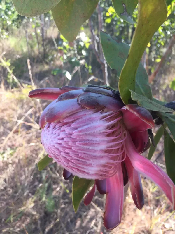 Protea madiensis