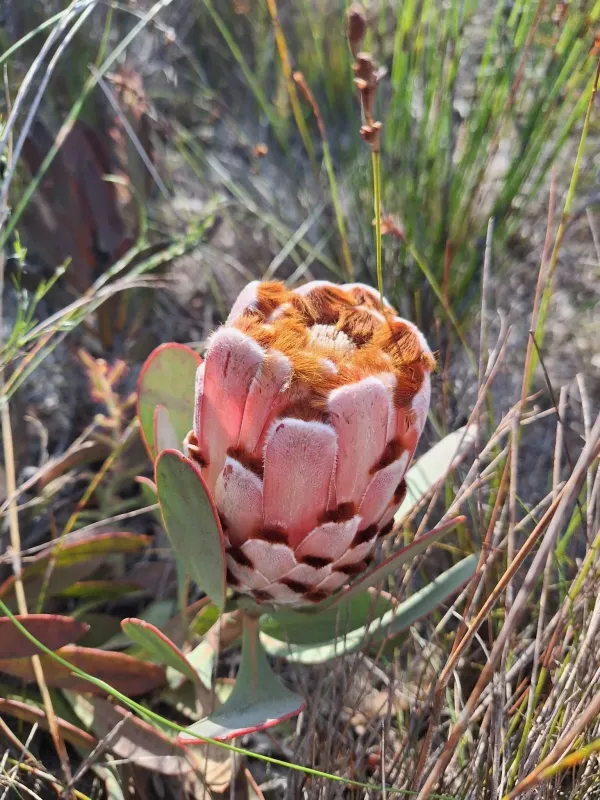 Protea speciosa