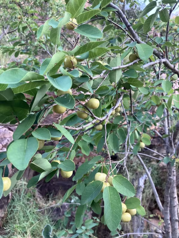 Pseudolachnostylis maprouneifolia