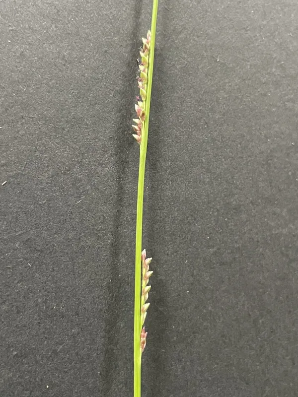 Paspalidium caespitosum