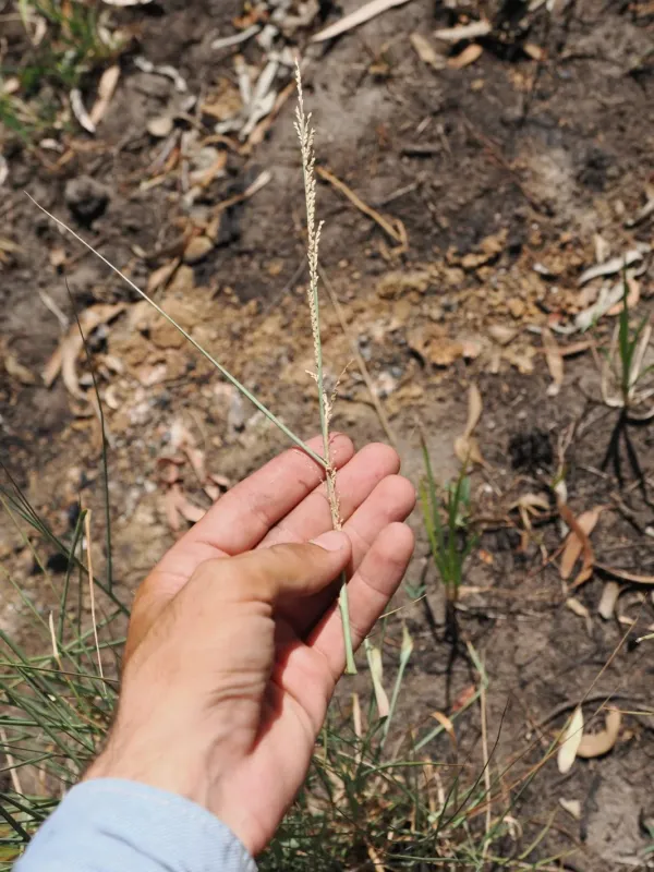 Paspalidium jubiflorum