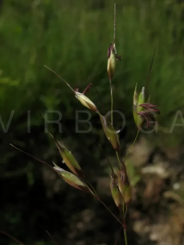 Arrhenatherum longifolium