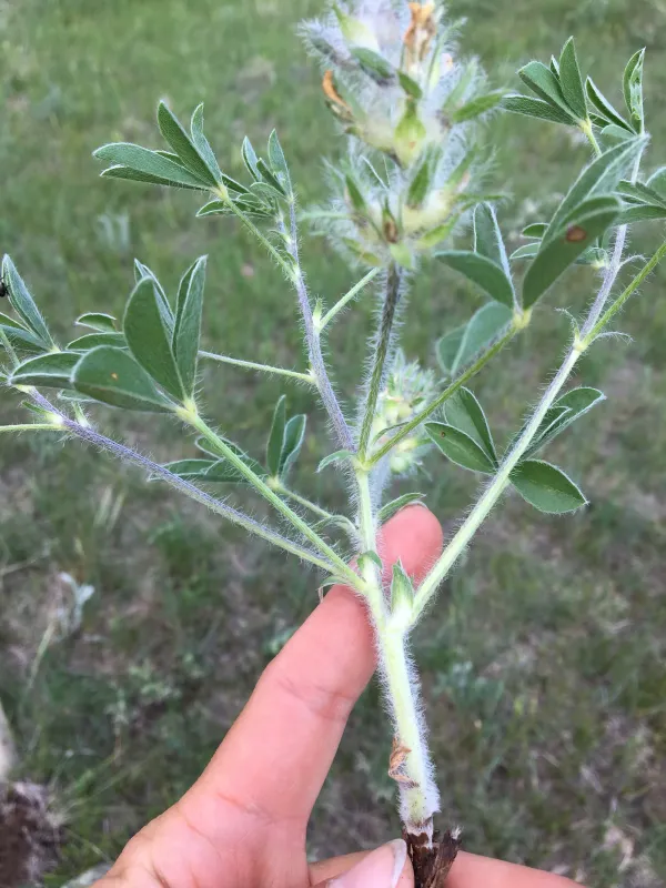 Psoralea esculenta