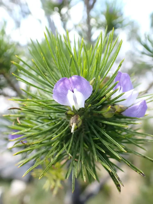 Psoralea pinnata