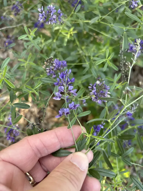 Psoralea tenuiflora