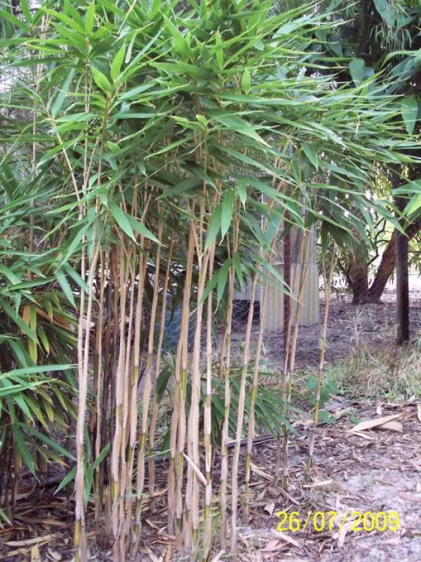 Purple Pseudosasa