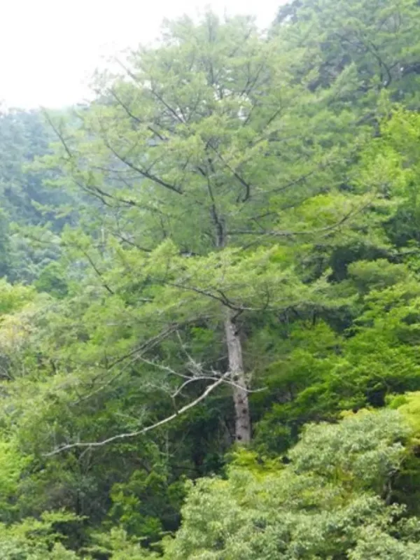 Japanese Douglas fir