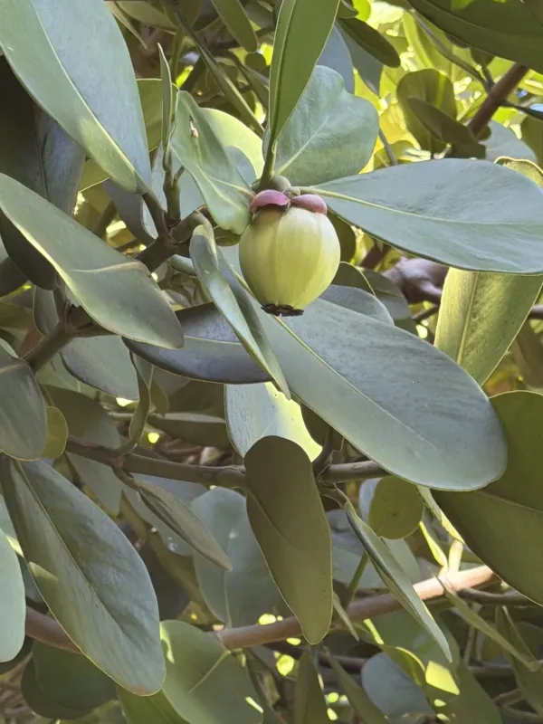 Clusia rosea