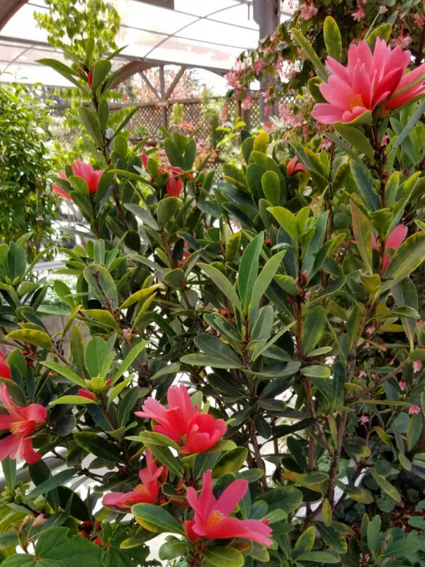 Camellia azalea and Camellia japonica hybrids