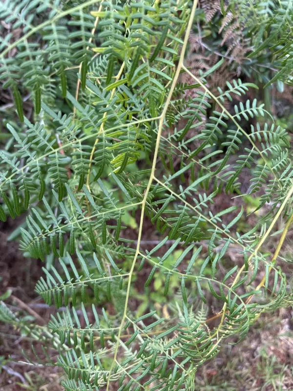 Pteridium caudatum