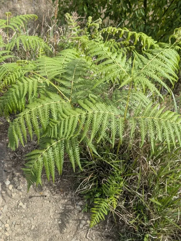 Pteridium revolutum