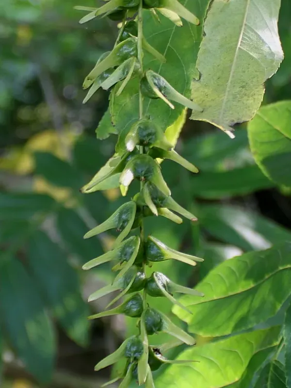 Pterocarya stenoptera