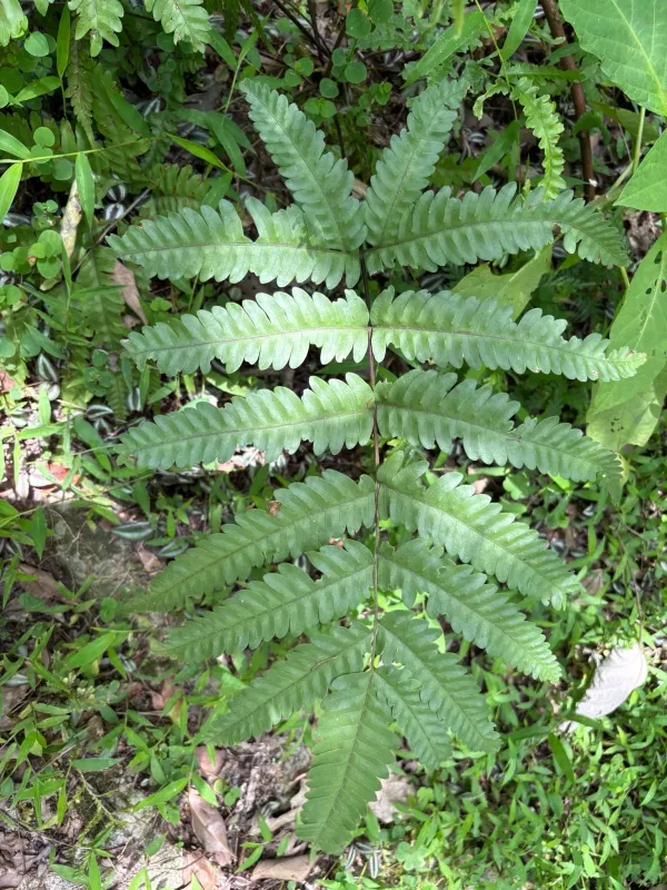 Pteris biaurita