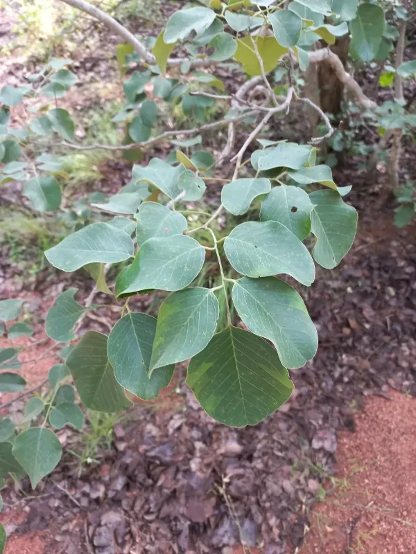 Pterocarpus rotundifolius