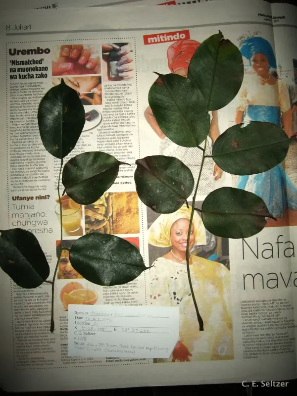 Pterocarpus tinctorius