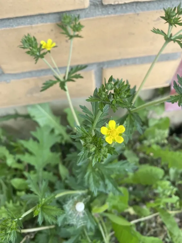 Potentilla heidenreichii