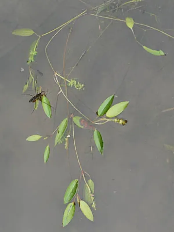 Potamogeton miduhikimo