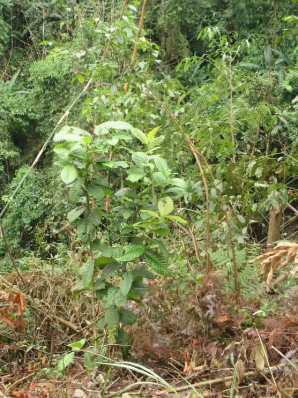 Camellia luongii