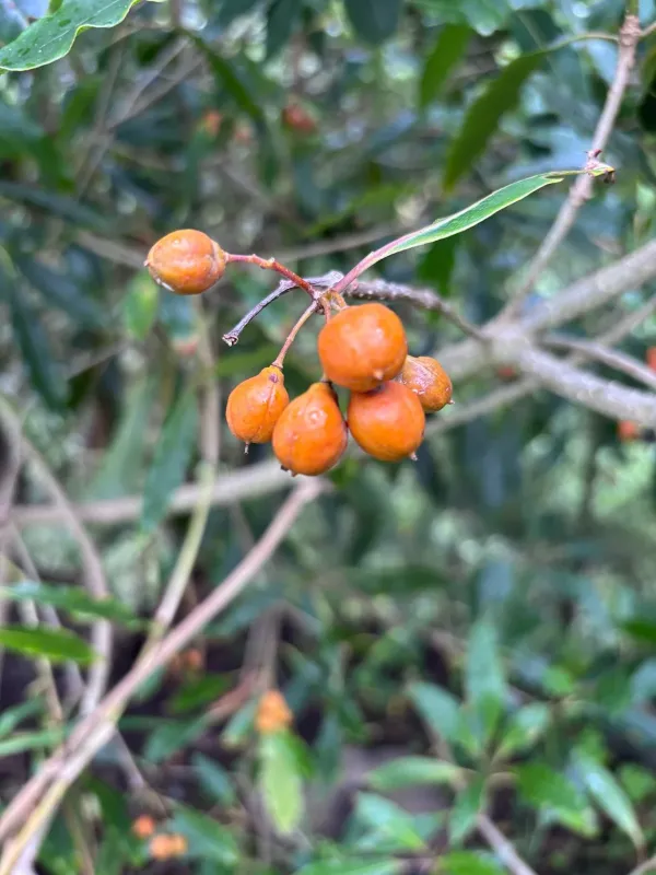 Sweet pittosporum