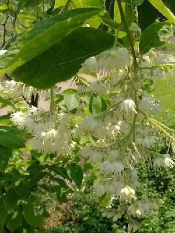 Fragrant Epaulette Tree