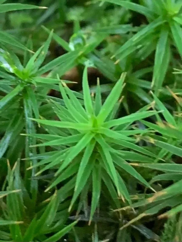 Polytrichastrum formosum