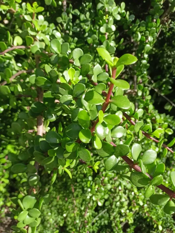 Portulacaria afra