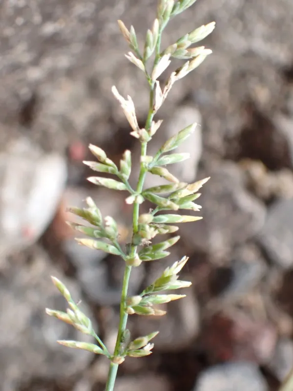 Puccinellia fasciculata