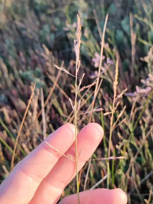 Puccinellia festuciformis