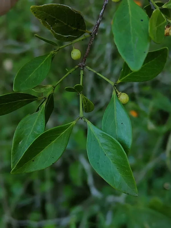 Pleurostylia opposita