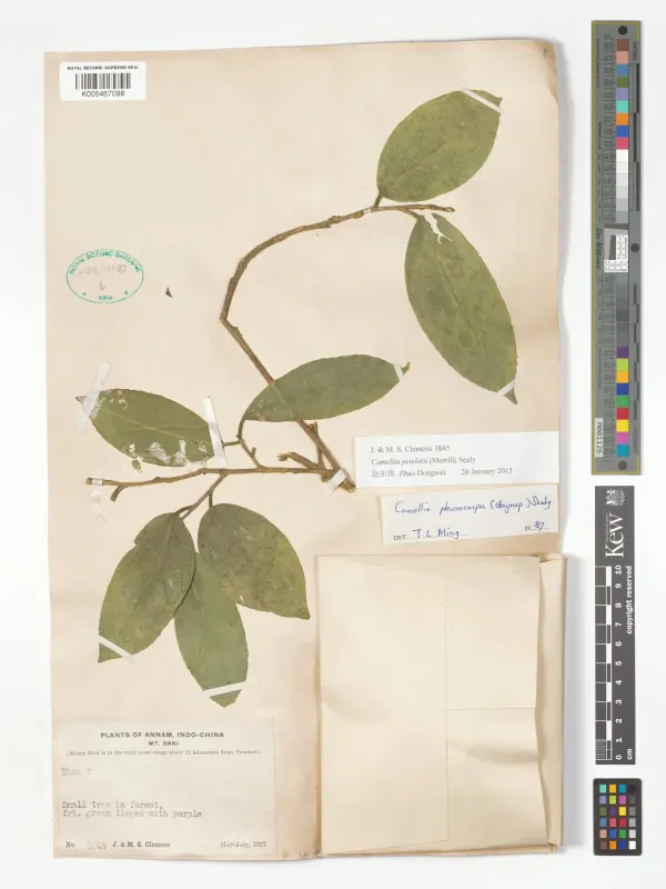 Golden-flowered Camellia