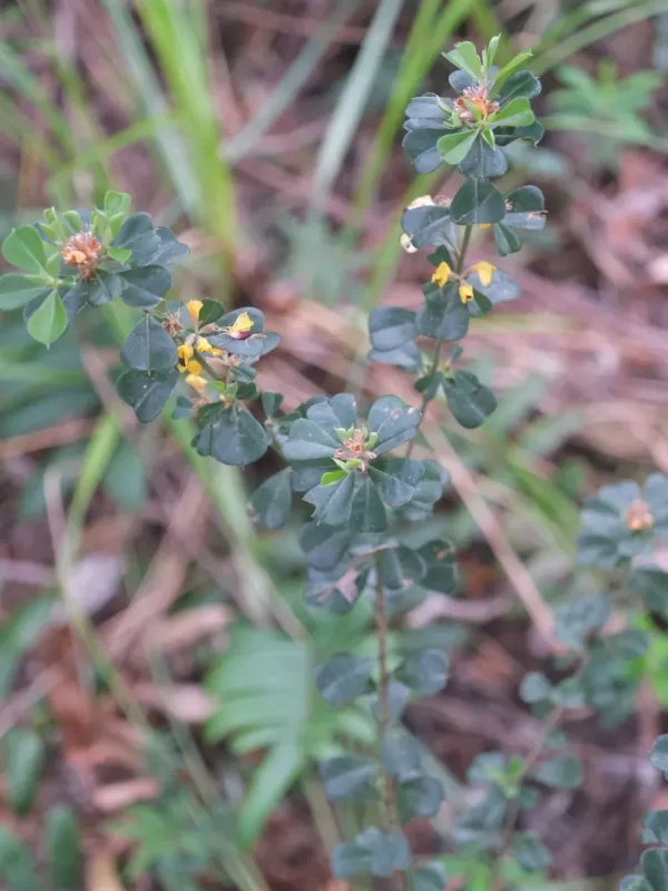Pultenaea daphnoides