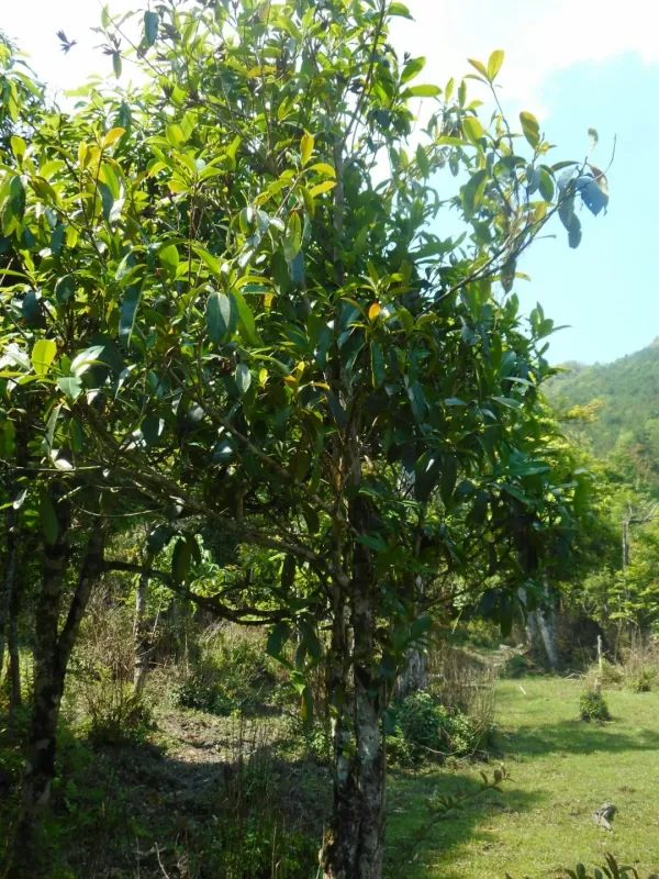 Camellia taliensis