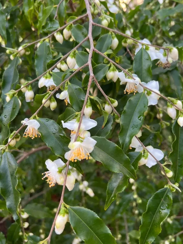 Камелия Цая