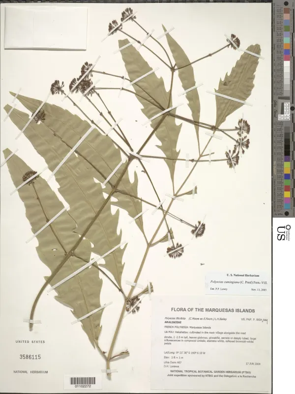 Polyscias cumingiana
