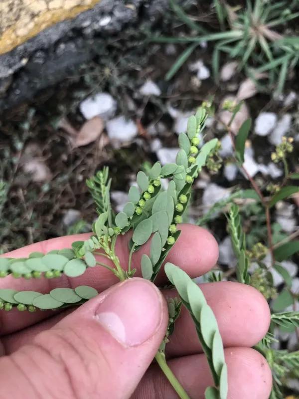 Phyllanthus fraternus