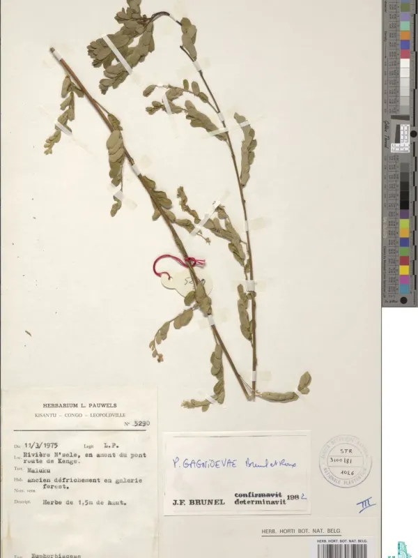 Phyllanthus gagnioevae