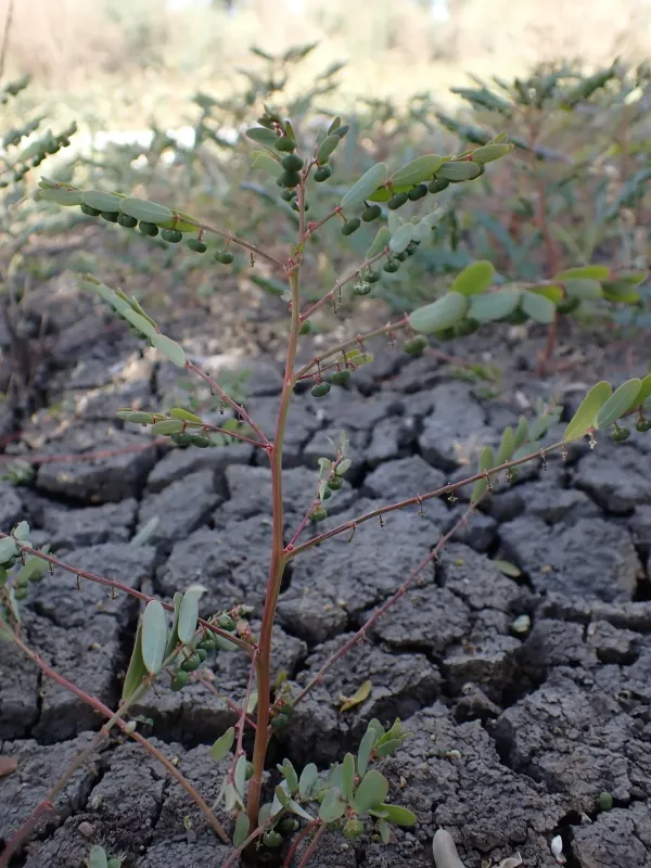 Phyllanthus lacunarius