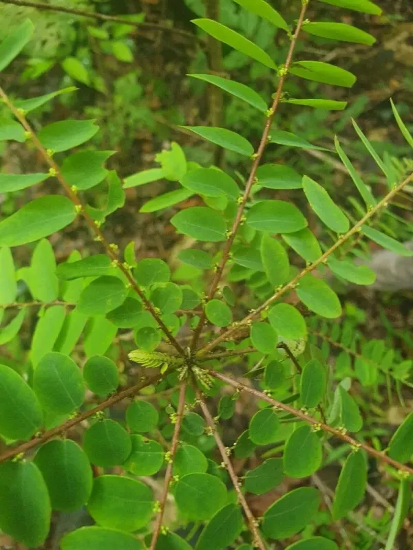 Phyllanthus niruroides