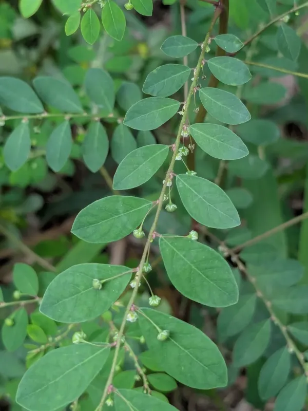 Phyllanthus tenellus