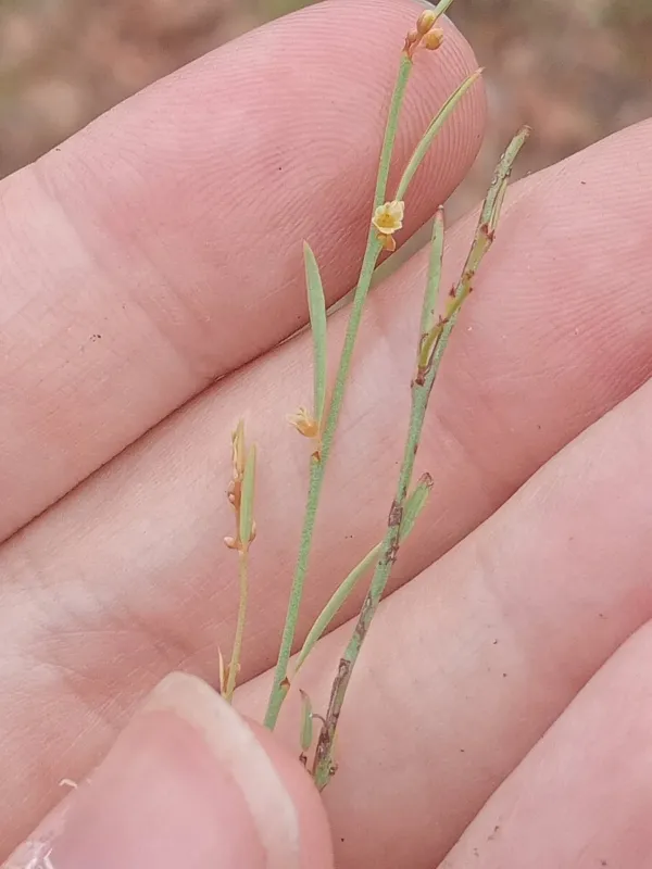 Phyllanthus pentandrus