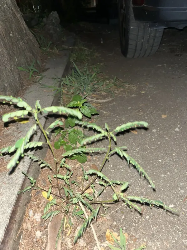 Phyllanthus urinaria